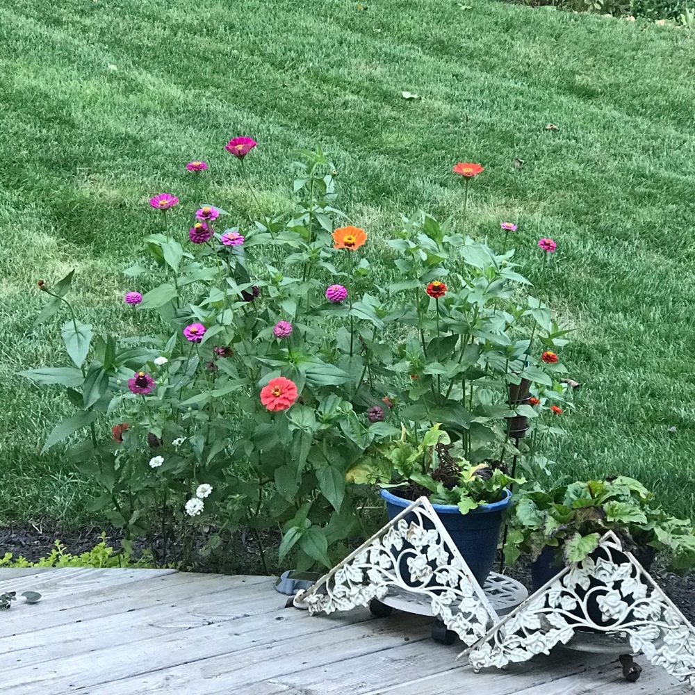 Meet your Posher, Maureen